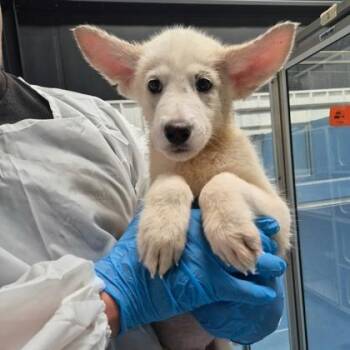 Prince -  Samoyed and Mixed Breed Dog for Adoption in Morton Grove, Illinois - Prince | PetCurious