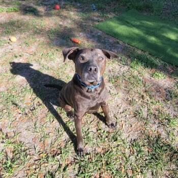 Mixed Breed Dogs Available for Adoption in Lake Panasoffkee, Florida - Walter | PetCurious