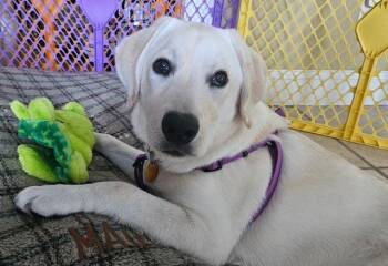 Lilly -  Labrador Retriever Dog for Adoption in New Canaan, Connecticut - Lilly | PetCurious