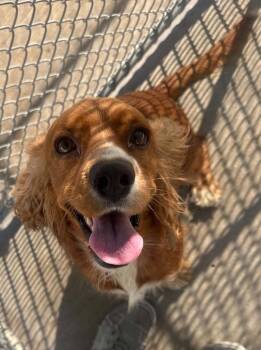 Claire -  Cocker Spaniel Dog for Adoption in Austin, Texas - Claire | PetCurious