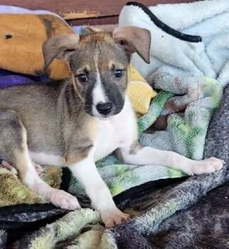 Binky -  Bluetick Coonhound Dog for Adoption in Colorado Springs, Colorado - Binky | PetCurious