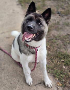 Rescue Akita and Shepherd Dogs for Adoption - Kittee | PetCurious