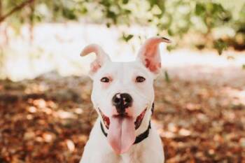 American Staffordshire Terrier and Mixed Breed Dogs Available for Adoption in North Charleston, South Carolina - 91381a Raptor | PetCurious