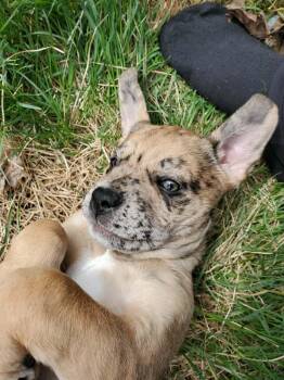 Texas -  Mixed Breed Dog Available for Adoption in Edmonton, Alberta - Texas | PetCurious