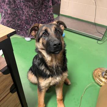 German Shepherd Dog Dogs Available for Adoption - Bastion | PetCurious