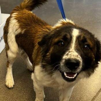 Spaniel Dogs Available for Adoption in Kingman, Arizona - Sandy | PetCurious