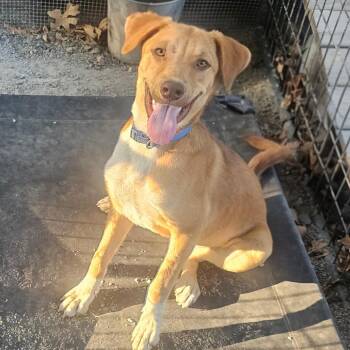 Jersey -  Cattle Dog Dog for Adoption in Mount Vernon, Arkansas - Jersey | PetCurious