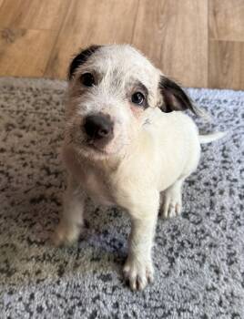 Benedict -  American Bully Dog for Adoption in Lisbon, Iowa - Benedict | PetCurious