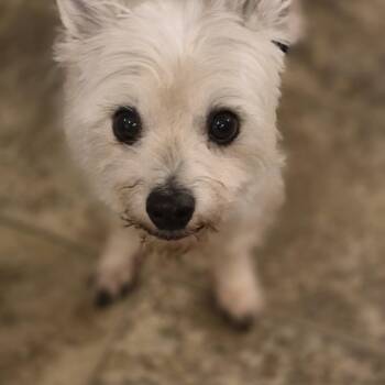 Cairn Terrier Dogs Available for Adoption - Francisco | PetCurious