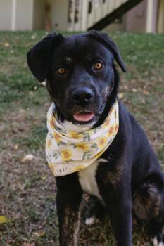 Rescue Mixed Breed Dogs for Adoption in Sioux Falls, South Dakota - Rosie | PetCurious