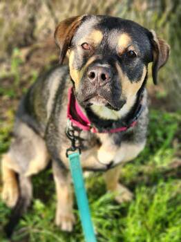 Rottweiler and Cane Corso Dogs Available for Adoption in Austintown, Ohio - Bo Catan | PetCurious