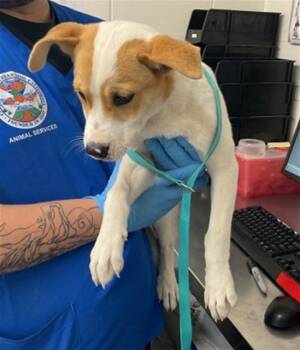 Rescue English Toy Spaniel Dogs for Adoption in San Bernardino, California - NICKI | PetCurious