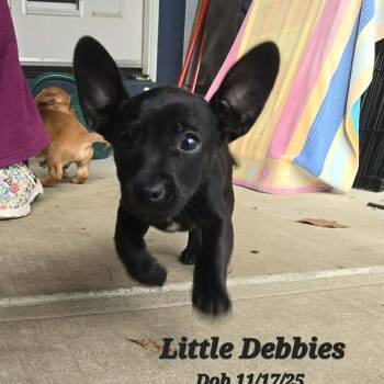 Dachshund and Terrier Dogs Available for Adoption - Little Debbies | PetCurious
