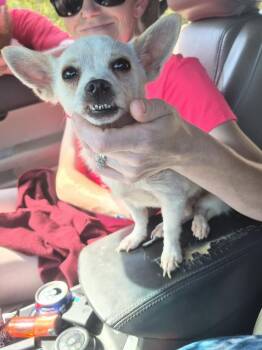 Hugo -  Chihuahua Dog for Adoption in Columbus, Ohio - Hugo | PetCurious