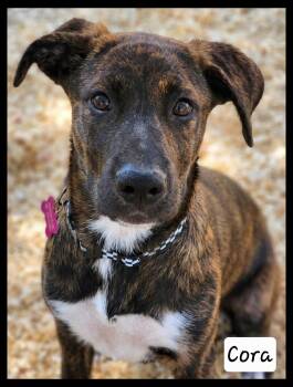 Plott Hound Dogs Available for Adoption in Granbury, Texas - Cora | PetCurious