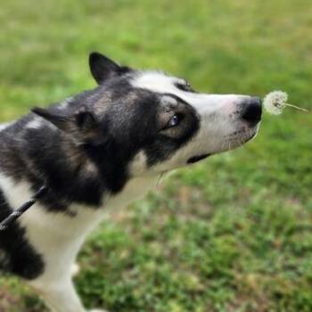 Rescue Siberian Husky Dogs for Adoption in Philadelphia, Pennsylvania - Darien | PetCurious