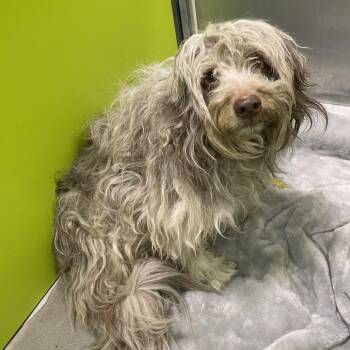 Labrador Retriever and Standard Poodle Dogs Available for Adoption - Bella | PetCurious