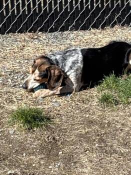Beagle Dogs Available for Adoption in Trenton, Maine - Hank | PetCurious