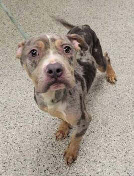 Spumoni -  Pit Bull Terrier and Mixed Breed Dog for Adoption in Kansas City, Missouri - Spumoni | PetCurious