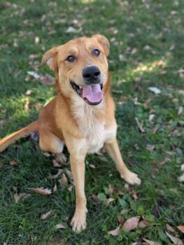 Rescue Shepherd and Mixed Breed Dogs for Adoption in Washington, Iowa - Bear - Busy Bee | PetCurious