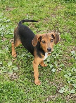 Labrador Retriever and Hound Dogs Available for Adoption in Liberty Center, Ohio - Quail | PetCurious