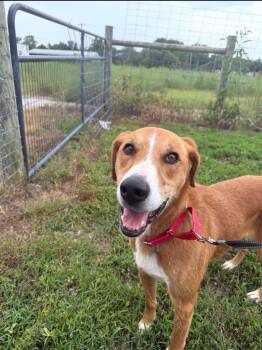 Buddy -  Hound Dog for Adoption in Winchester, Indiana - Buddy | PetCurious