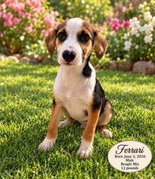FERRARI - 4 MONTH MALE BEAGLE MIX - PETCO, 5011 E. RAY ROAD, PHX -  Beagle Dog for Adoption in Mesa, Arizona - FERRARI - 4 MONTH MALE BEAGLE MIX - PETCO, 5011 E. RAY ROAD, PHX | PetCurious