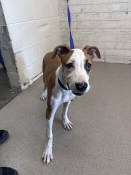 COOKIE BUTTER -  Pit Bull Terrier and Mixed Breed Dog for Adoption in San Bernardino, California - COOKIE BUTTER | PetCurious