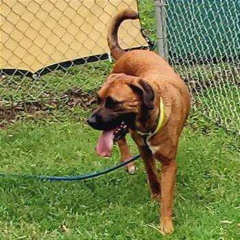 Mixed Breed Dogs Available for Adoption in Denison, Texas - Waymore | PetCurious
