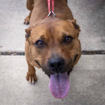 Rescue Mixed Breed Dogs for Adoption in Wilmington, North Carolina - Mousey | PetCurious