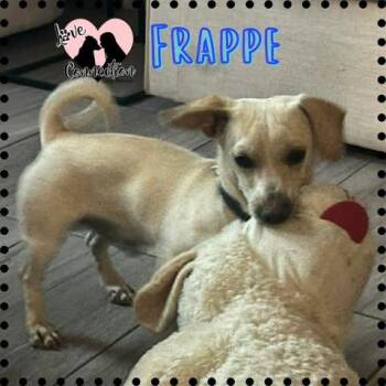 Dachshund Dogs Available for Adoption - Frappe | PetCurious