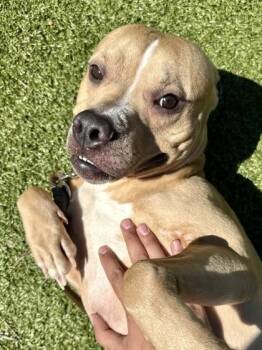 Mixed Breed Dogs Available for Adoption in Wichita, Kansas - Mordecai | PetCurious
