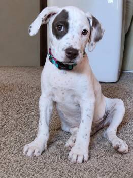 Gulliver -  Pointer Dog for Adoption in Grand Rapids, Michigan - Gulliver | PetCurious