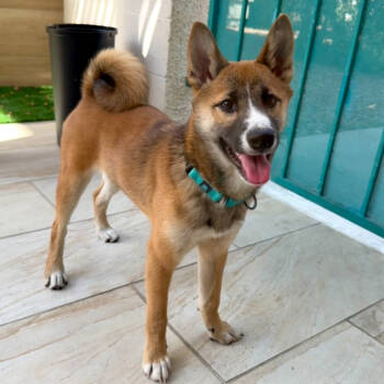 Rescue Shiba Inu Dogs for Adoption in Las Vegas, Nevada - Kumi | PetCurious