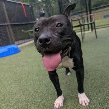 DISH -  Pit Bull Terrier Dog for Adoption in Greensboro, North Carolina - DISH | PetCurious