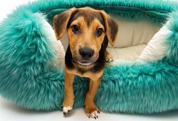 PETER -  German Shepherd Dog and Mixed Breed Dog for Adoption in Fort Lauderdale, Florida - PETER | PetCurious