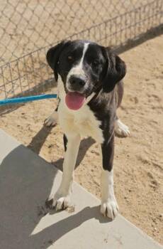 Border Collie and Labrador Retriever Dogs Available for Adoption in California City, California - Dixie | PetCurious