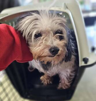 Shih Tzu and Yorkshire Terrier Dogs Available for Adoption - Found Stray: Britt | PetCurious