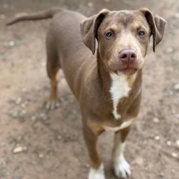 Labrador Retriever Dogs Available for Adoption - Mocha | PetCurious
