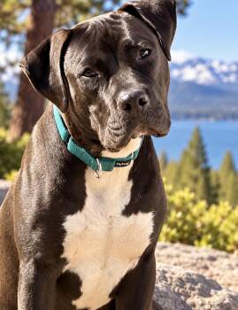 Bruce -  Chocolate Labrador Retriever and American Staffordshire Terrier Dog for Adoption in Newcastle, California - Bruce | PetCurious