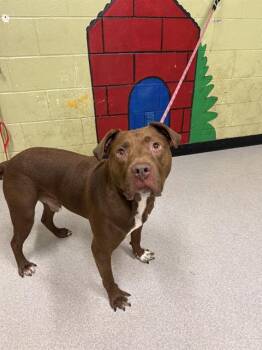 Rescue Labrador Retriever Dogs for Adoption in Indianapolis, Indiana - FRANCIS | PetCurious