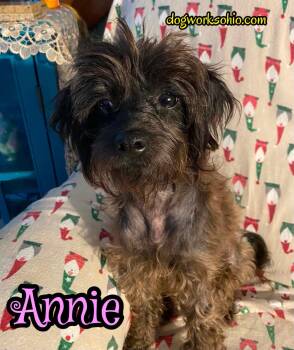 Annie -  Miniature Poodle Dog for Adoption in Toledo, Ohio - Annie | PetCurious