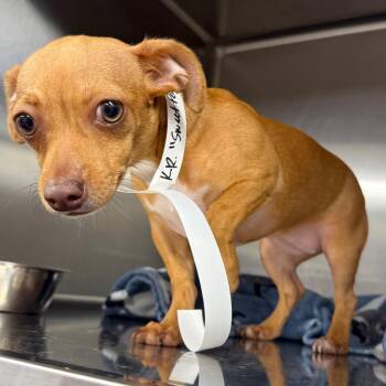 Sweet Pea -  Chihuahua Dog for Adoption in Floresville, Texas - Sweet Pea | PetCurious