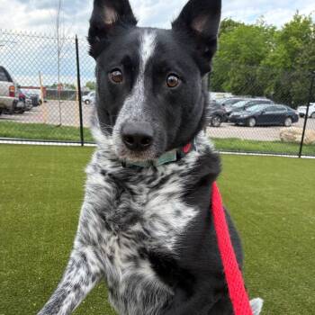 Mixed Breed Dogs Available for Adoption in Philadelphia, Pennsylvania - Andre | PetCurious