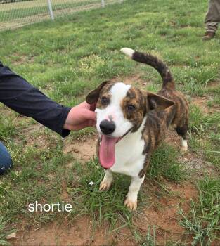 Lol-Shortie -  Cardigan Welsh Corgi Dog for Adoption in Billings, Montana - Lol-Shortie | PetCurious