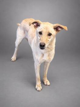 Vega -  Shepherd and Labrador Retriever Dog for Adoption in Bowling Green, Kentucky - Vega | PetCurious