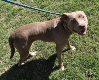 Pit Bull Terrier Dogs Available for Adoption in Lawrenceville, Georgia - Pen 186 Mercedes | PetCurious