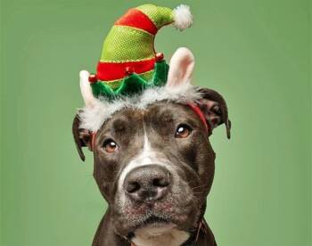 Rescue Terrier and Mixed Breed Dogs for Adoption in Brentwood, Missouri - RANDY | PetCurious