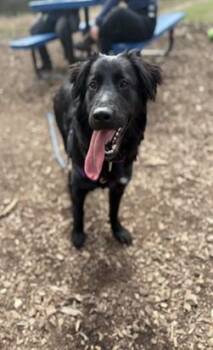 Flat Coated Retriever and Mixed Breed Dogs Available for Adoption - PARADE | PetCurious
