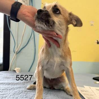 London -  Cairn Terrier Dog for Adoption in Chico, California - London | PetCurious